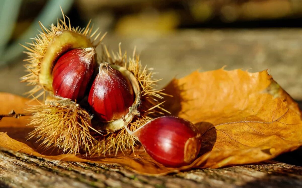 Castagne proprietà nutrizionali