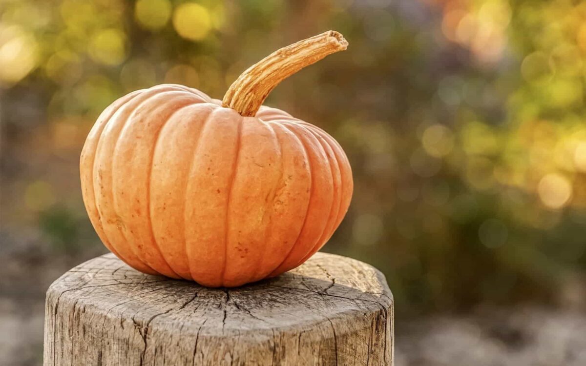 zucca proprietà nutrizionali