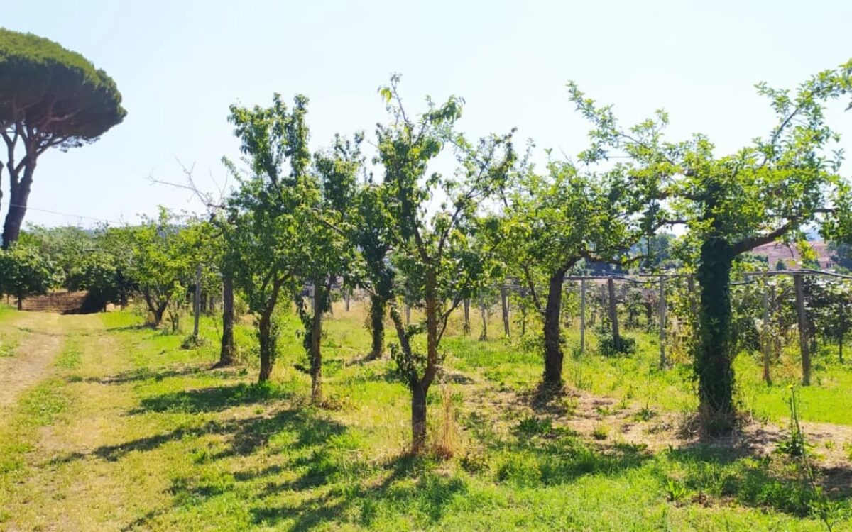 alimentazione e olio extravergine