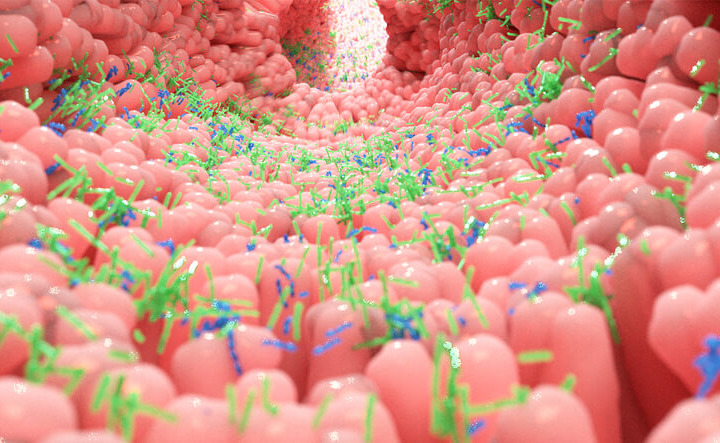 microbiota-intestinale