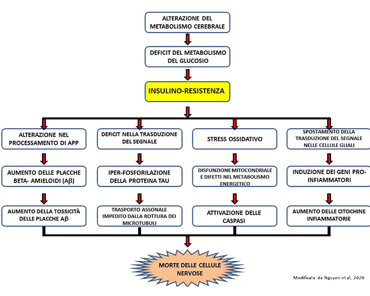 schema dall'alterazione del metabolismo cerebrale alla morte delle cellule nervose